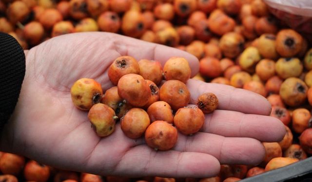 Doğal antioksidan alıç, dağlardan pazara indi