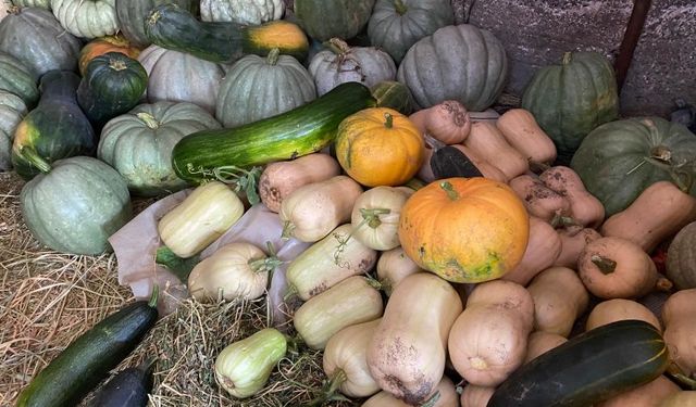 Antalya’da bal kabağı hasadı