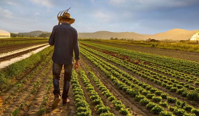 Çiftçinin fiyatı düştü, markette etiket değişmedi
