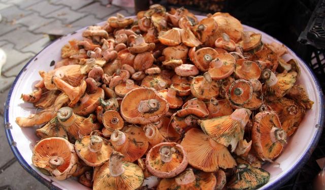 Muğla'da çınar mantarı tezgahları süslemeye başladı