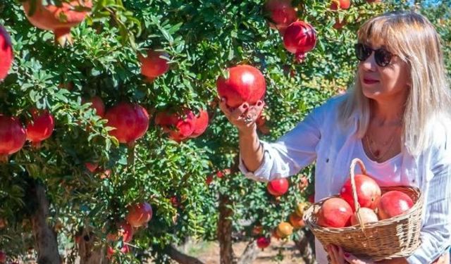 Döşemealtı narının hasadı, Tarım Foto Safari etkinliğiyle belgelendi!