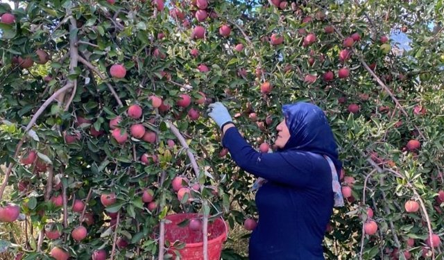 Isparta'da pestisit mücadelesi! Tonlarca elma imha edilmiş