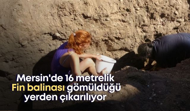 Mersin'de 16 metrelik Fin balinası gömüldüğü yerden çıkarılıyor