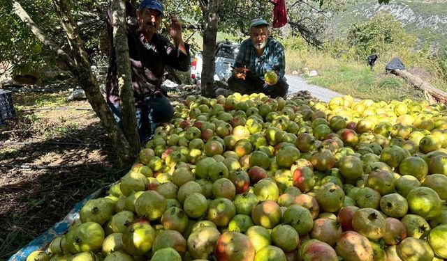 Gazipaşa’nın Coğrafi İşaretli Nar için hasat zamanı