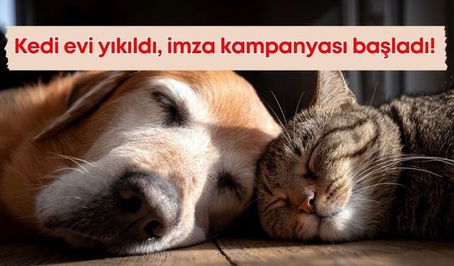 Antalya Falez Park’ta kedi evi yıkıldı, tepkiler imza kampanyasına dönüştü!