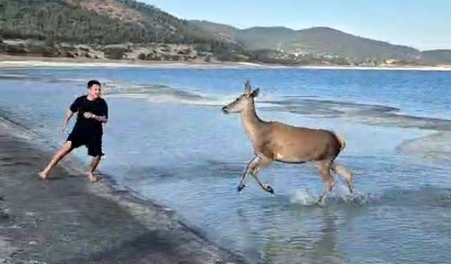 Salda Gölü’nde sürpriz ziyaretçi: Kızıl Geyik kamerada