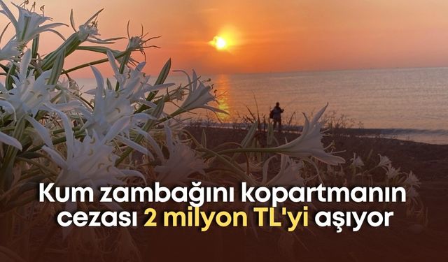 Kum zambağını kopartmanın cezası 2 milyon TL'yi aşıyor