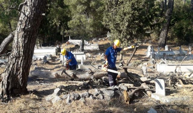 Muğla’da mezarlıkta kesilen ağaçlar ihtiyacı sahibi aileler odun oluyor