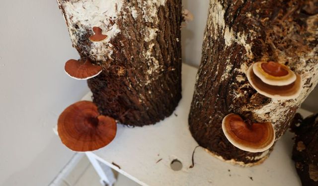 Cezaevinden şifa çıkıyor: Hükümlüler kırmızı reishi mantarı üretiyor