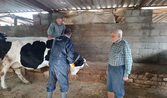 Menteşe'de şap aşılaması devam ediyor
