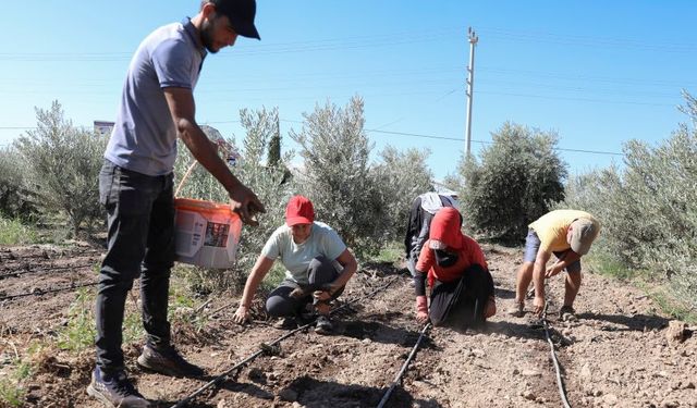 Mersin'de üreticiye yeni gelir kapısı açıldı