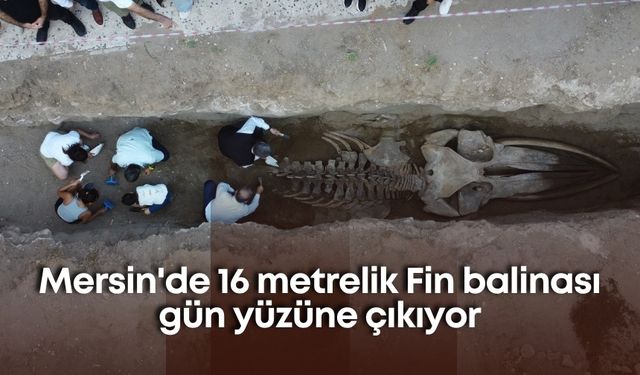 Mersin'de 16 metrelik Fin balinası gün yüzüne çıkıyor