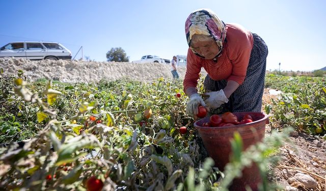 Mersin'de üreticiye büyük destek: 187 bini aşkın fide dağıtıldı
