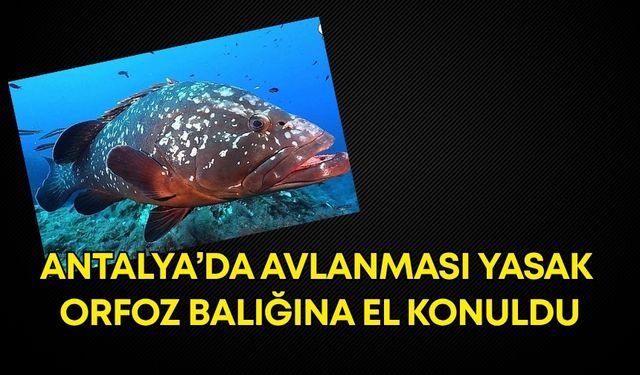 Antalya’da avlanması yasak orfoz balığına el konuldu