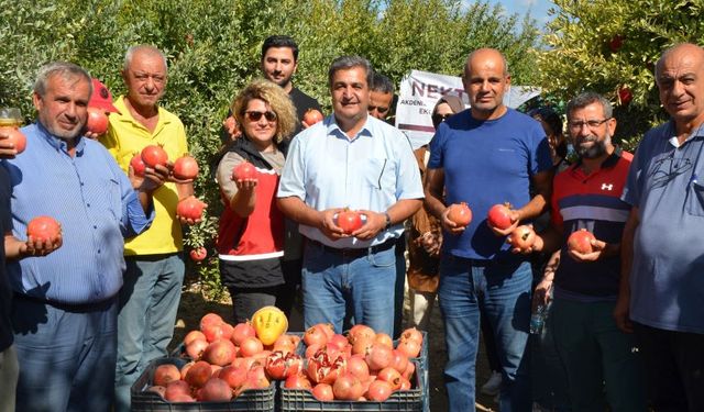 Serik'te nar hasadı başladı: 600 milyon TL'den fazla gelir bekleniyor