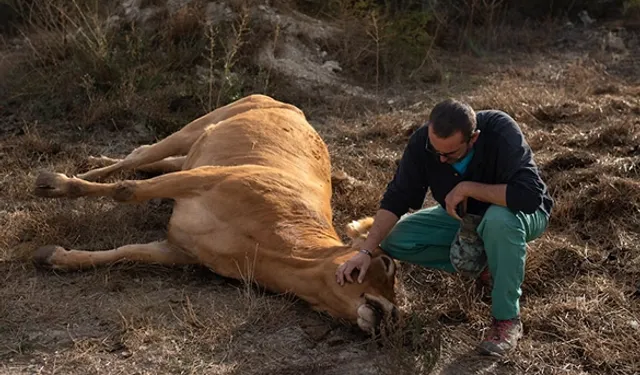 Korkuteli'nde şap alarmı: İlçeye giriş-çıkışlar durduruldu