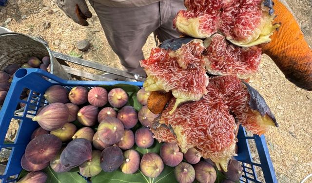 İbradı'da siyah incir hasadında son 25 yılın en kötü sezonu