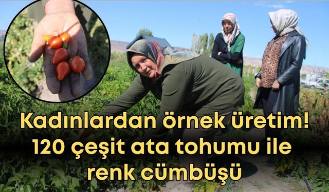 Kayseri'de kadınlardan örnek üretim! 120 çeşit ata tohumu ile renk cümbüşü