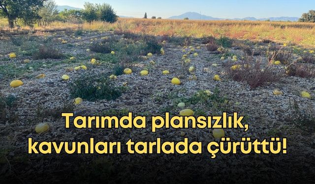 Tarımda plansızlık, kavunları tarlada çürüttü!