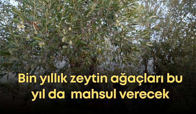 Zeytinpark’ın bin yıllık zeytin ağaçları bu yıl da  mahsul verecek