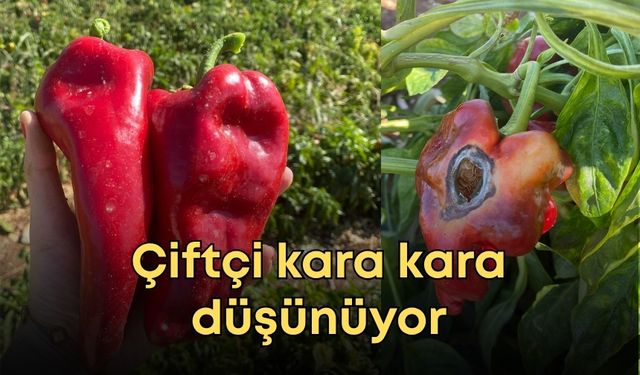 Güneşin vurduğu kapya biber tarlada kaldı! Çiftçi kara kara düşünüyor
