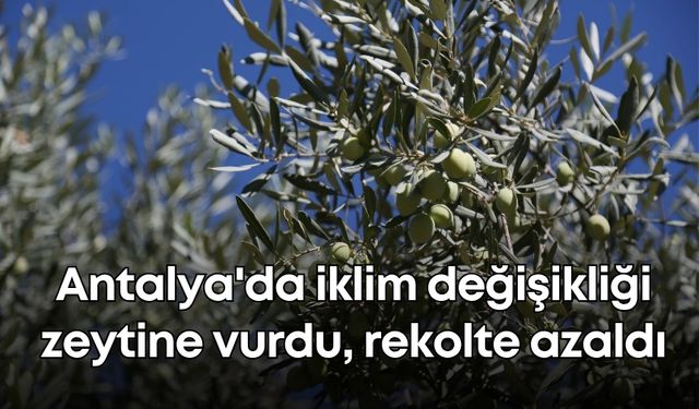 Antalya'da iklim değişikliği zeytine vurdu, rekolte yüzde 30 azaldı