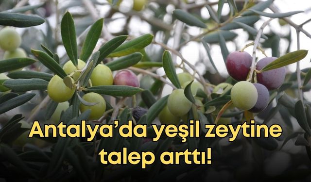 Antalya’da yeşil zeytine talep arttı!