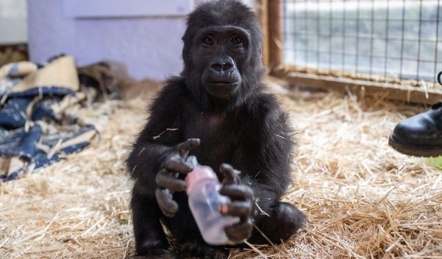 Yavru goril Zeytin artık Türkiye'de kalacak!