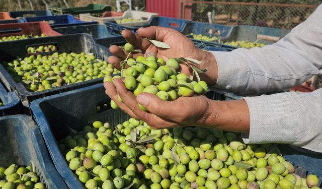 Sofralık zeytin hasadı başladı: Kilogram fiyatı ne kadar?