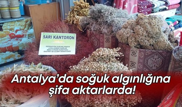 Antalya’da soğuk algınlığına şifa aktarlarda!