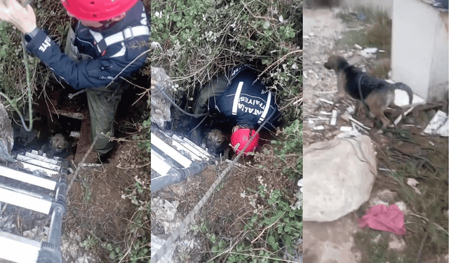 Antalya'da foseptik çukuruna düşen köpek mahsur kaldı