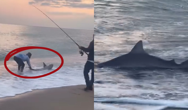 Kıyıya vuran köpek balığı paniğe yol açtı