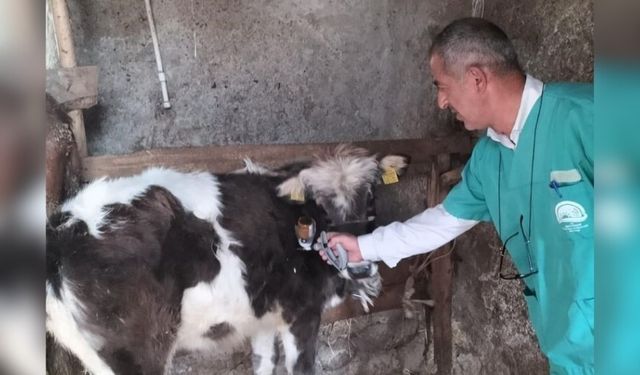 Beyşehir'de büyükbaş hayvanlarda şap aşılaması başladı