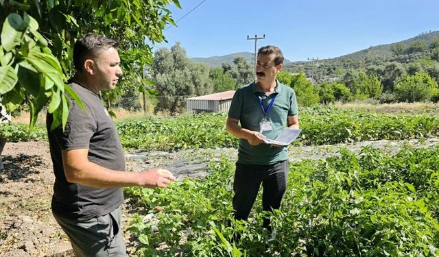 Bodrum Belediyesi 990 zeytin üreticisine özel bakım rehberi hazırladı