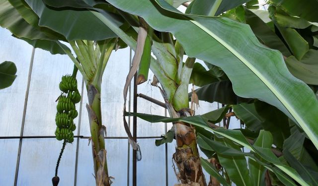 Böyle hırsızlık görülmedi! Seradan muz ve avokado çaldılar