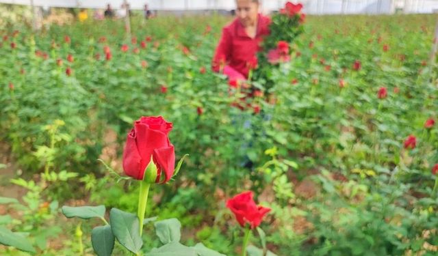 Adana'da en zarif hasat başladı: Güller özenle toplanıyor