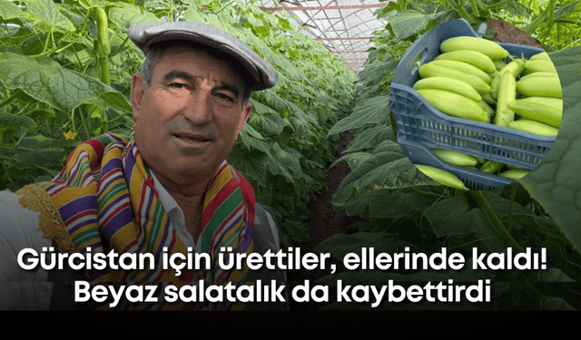 Gürcistan için ürettiler, ellerinde kaldı! Beyaz salatalık da kaybettirdi