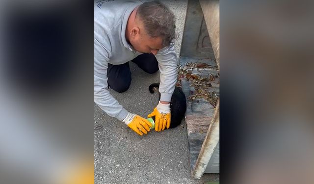 Muğla’da başı konserve kutusuna sıkışan kedinin zor anları