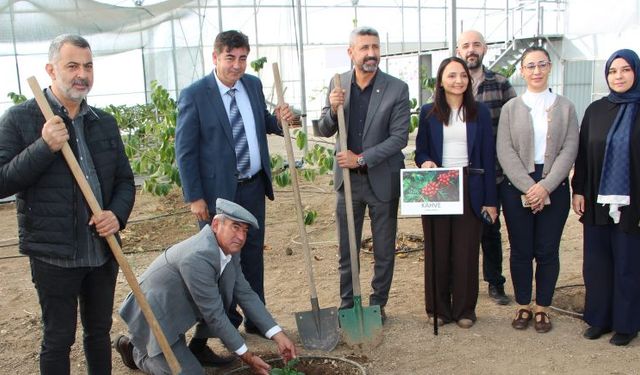 Kumluca MYO’nun tropikal serasında kahve fidanı denemesi