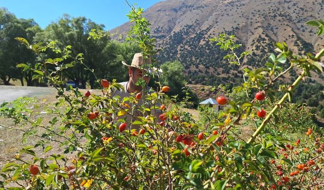 ‘Bin derde deva’ kuşburnunun dağlardan sofralara uzanan yolculuğu