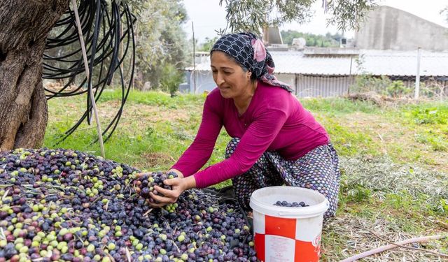 Manavgat'ta zeytinin bereketi yeniden kutlanacak