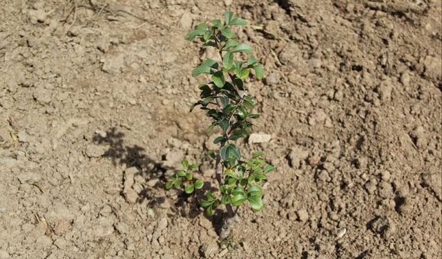 Muğla'da sakız üreticisine bin 500 aşılı fidan desteği