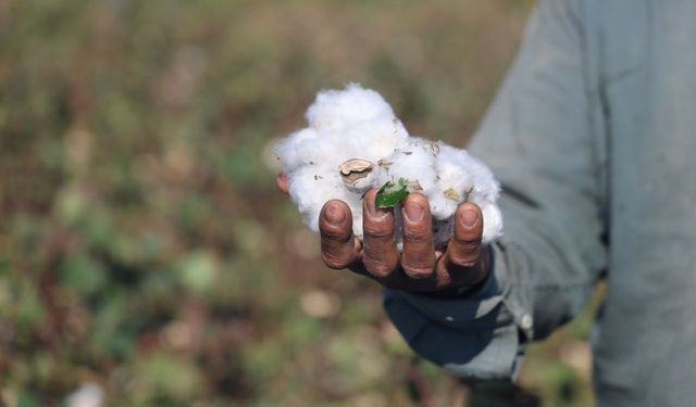 Beyaz altını kuraklık vurdu! Tarlada 25 liraya satılıyor