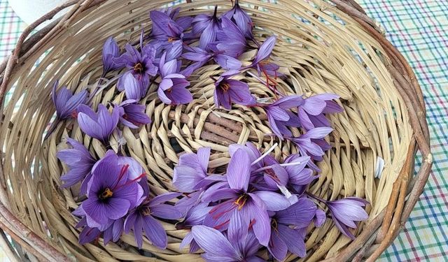 Adana Kozan’da safran hasadı başladı: Gramı 600 TL’ye alıcı buluyor