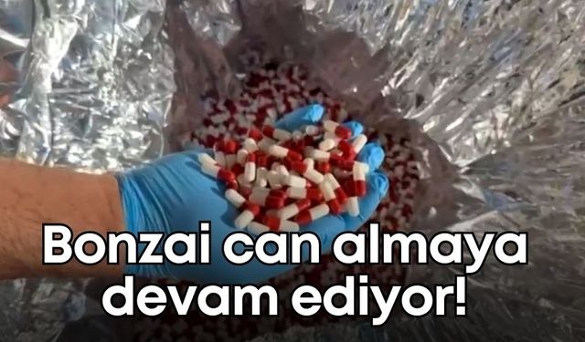 Bonzai can almaya devam ediyor