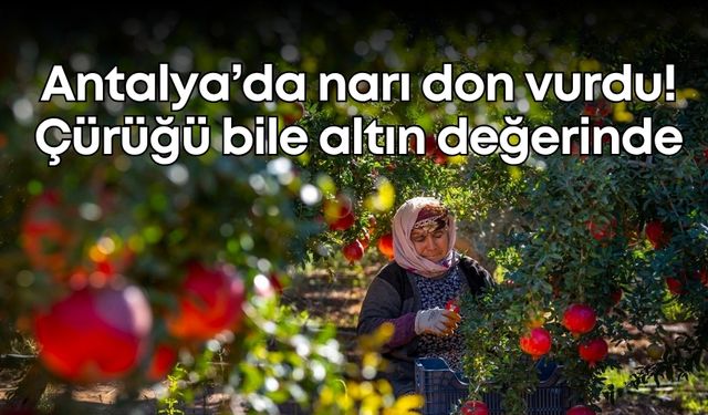 Antalya’da narı don vurdu! Narın çürüğü bile altın değerinde
