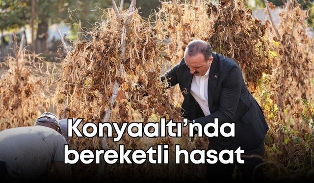 Konyaaltı’nda bereketli hasat: Çandır fasulyesi toplandı