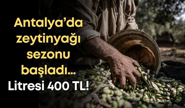 Antalya’da zeytinyağı sezonu başladı: Litresi 400 TL!