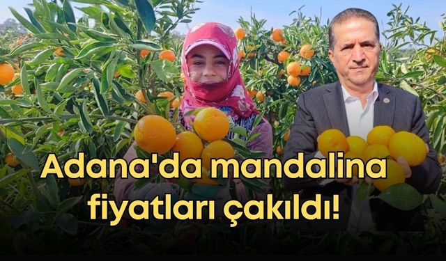 Adana'da mandalina fiyatları çakıldı!