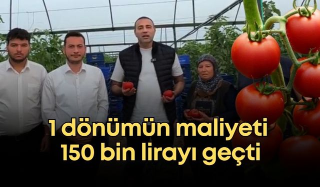 Aykut Kaya'dan domates serasında çarpıcı tablo: 1 dönümün maliyeti 150 bin lirayı geçti